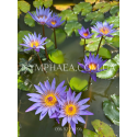 Nymphaea Panama Pacific (Нимфея Панама Пацифик)