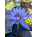 Nymphaea Panama Pacific (Нимфея Панама Пацифик)