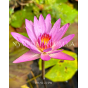 Nymphaea Queen of Siam (Нимфея Квин оф Сиам)