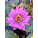Nymphaea Queen of Siam (Нимфея Квин оф Сиам)