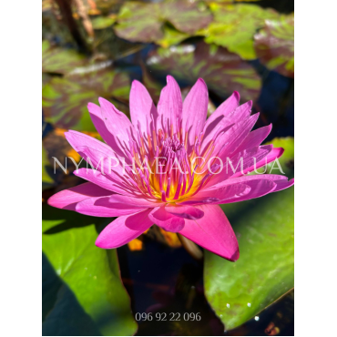 Nymphaea Queen of Siam (Нимфея Квин оф Сиам)