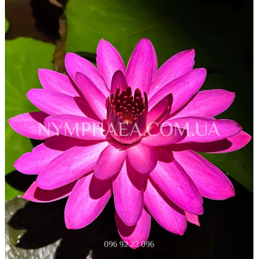 Nymphaea Red Flare (Нимфея Ред Флер, ночное цветение)