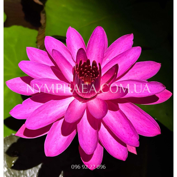 Nymphaea Red Flare (Нимфея Ред Флер, ночное цветение)