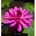 Nymphaea Red Flare (Нимфея Ред Флер, ночное цветение)
