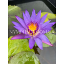 Nymphaea Tina (Нимфея Тина)