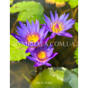 Nymphaea Tina (Нимфея Тина)