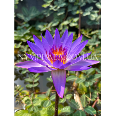 Nymphaea Tina (Нимфея Тина)