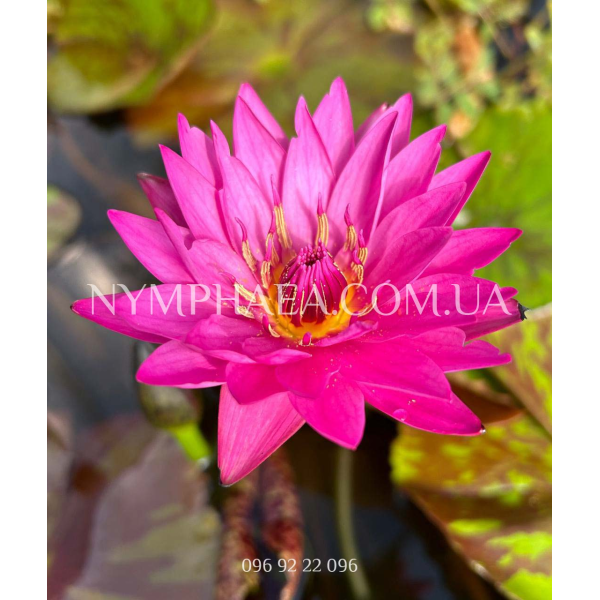 Nymphaea Virginia McLane (Нимфея Вирджиния МакЛейн)